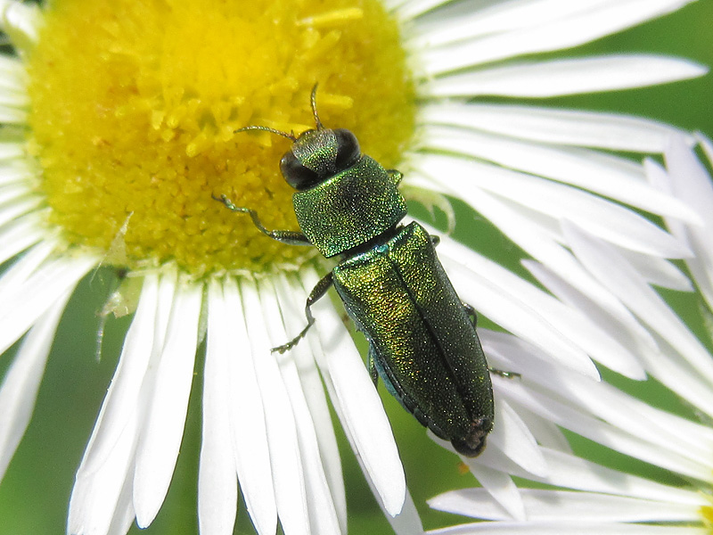 Anthaxia millefolii polychloros e A. nitidula, Buprestidae